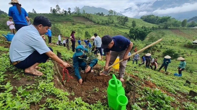 Điện Biên: Sôi nổi ngày hội ra quân trồng, chăm sóc cây mắc-ca tại huyện Tuần Giáo ảnh 2