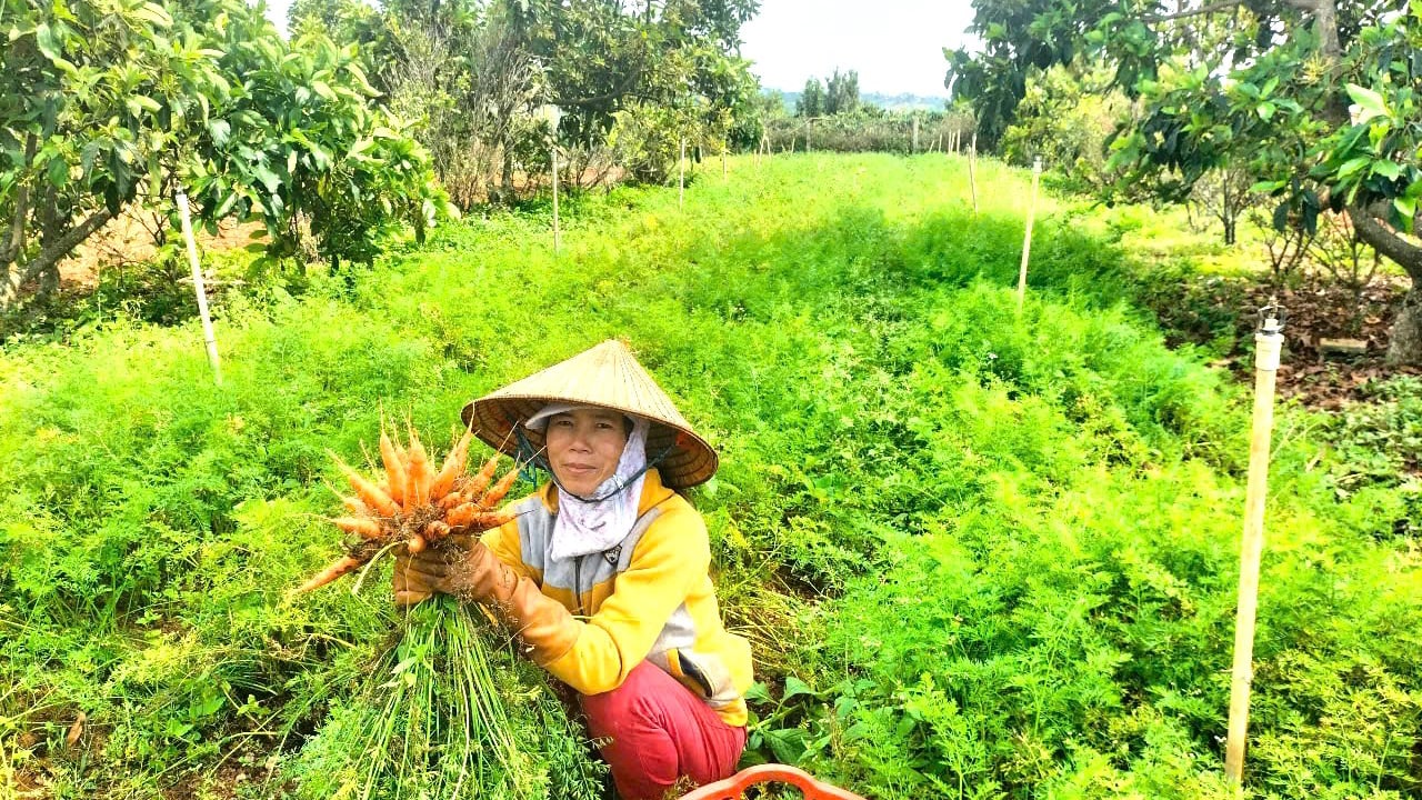 Lush green vegetable garden on organic soil and year-round clean groundwater in Tan Ha commune, Lam Ha district