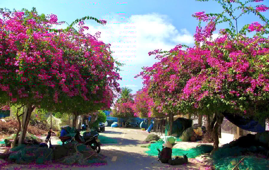 Phường Vĩnh Trường có những con đường được phủ kín bằng hoa giấy. Những chùm hoa giấy khoe sắc hồng dịu dàng khiến người nhìn không khỏi xao xuyến.