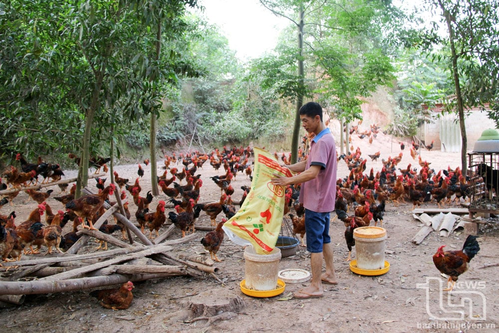 គ្រួសារលោក Nguyen Van Hong នៅភូមិ Ngo ឃុំ Tan Khanh (Phu Binh) រួមផ្សំការដាំព្រៃឈើជាមួយការចិញ្ចឹមមាន់នៅក្រោមដំបូលព្រៃ ដើម្បីបង្កើនប្រាក់ចំណូល និងលើកកម្ពស់ប្រសិទ្ធភាពនៃការប្រើប្រាស់ដីព្រៃឈើ។