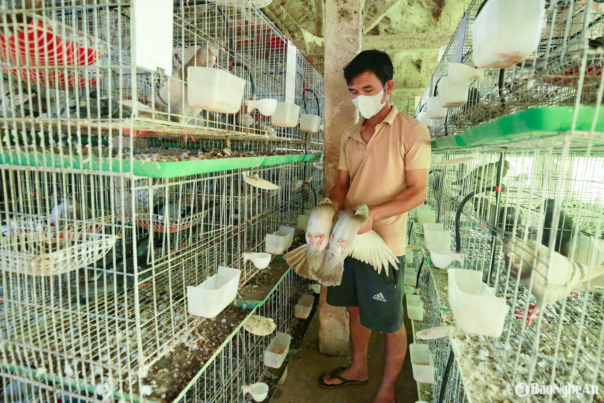បក្សីមេ