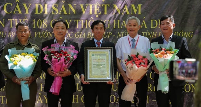 'Sứ giả' thời tiền sử - thông hai lá dẹt ở rừng Bidoup được công nhận là cây di sản Việt Nam - Ảnh 3.