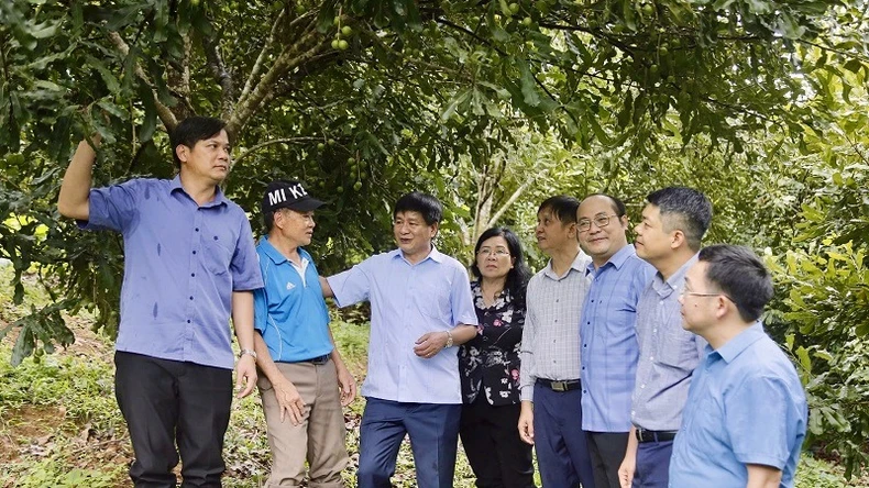 Điện Biên: Sôi nổi ngày hội ra quân trồng, chăm sóc cây mắc-ca tại huyện Tuần Giáo ảnh 1