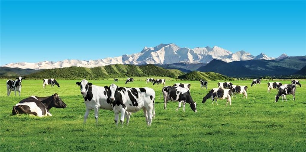 Meadow Fresh - Dòng sữa giữ trọn tinh túy từ sữa tươi New Zealand - 3