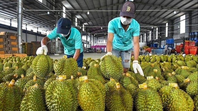 Lượng sầu riêng xuất sang Trung Quốc chỉ đạt 10 - 20% so với cùng kỳ năm ngoái. Ảnh minh họa: IT.