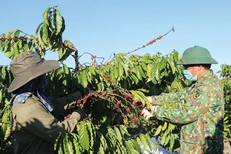 Xuất khẩu cà phê đang có những biến động mạnh. Ảnh minh họa.