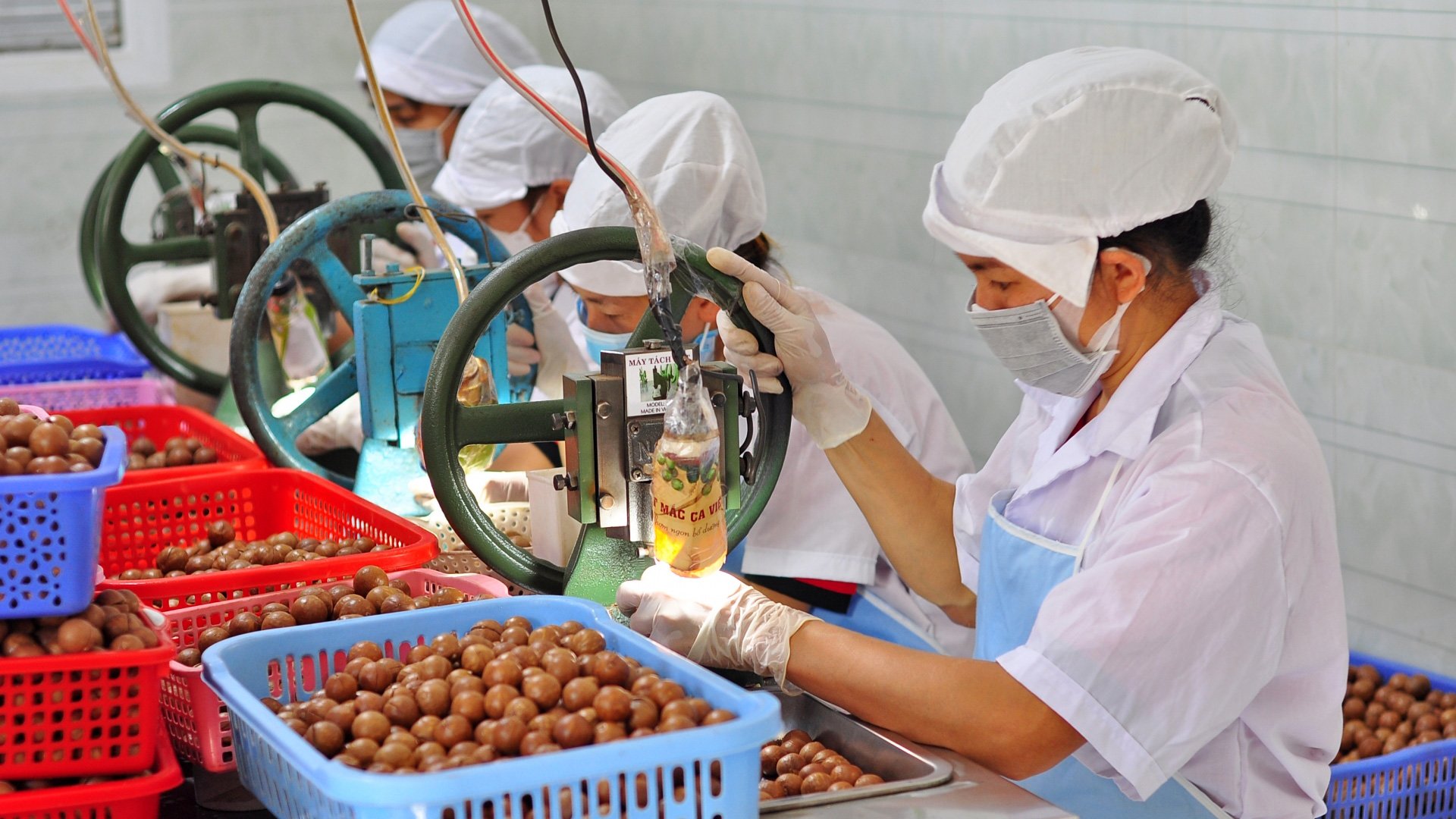 Macadamia is one of four typical agricultural products of Di Linh district that has been granted a certificate of trademark registration.
