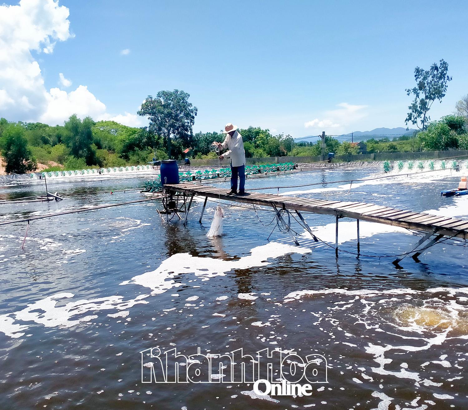 Người nuôi tôm thẻ chân trắng ở xã Ninh Phú (thị xã Ninh Hòa) kiểm tra tôm nuôi