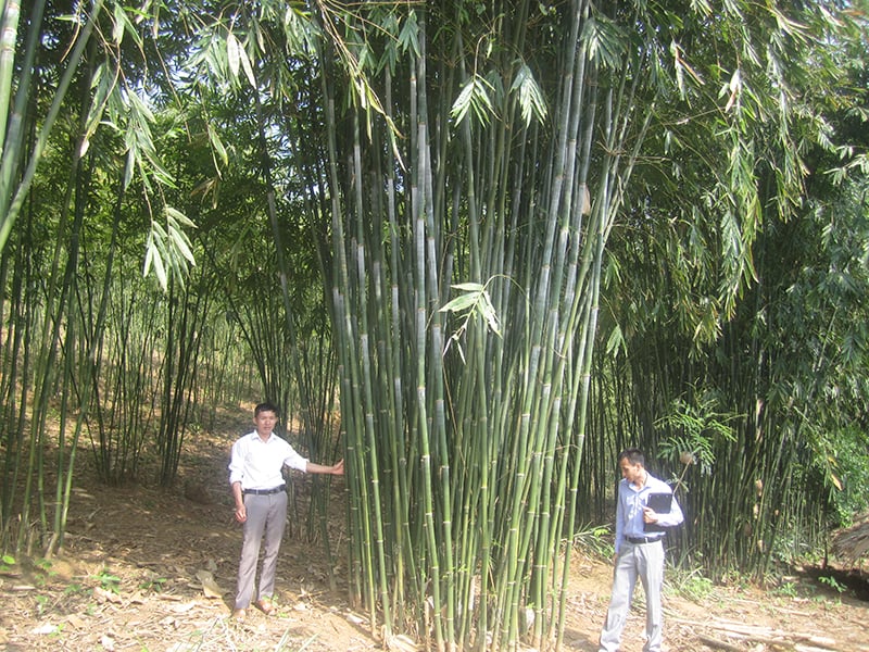 Mobilizing resources to build new rural areas in Quan Son highlands