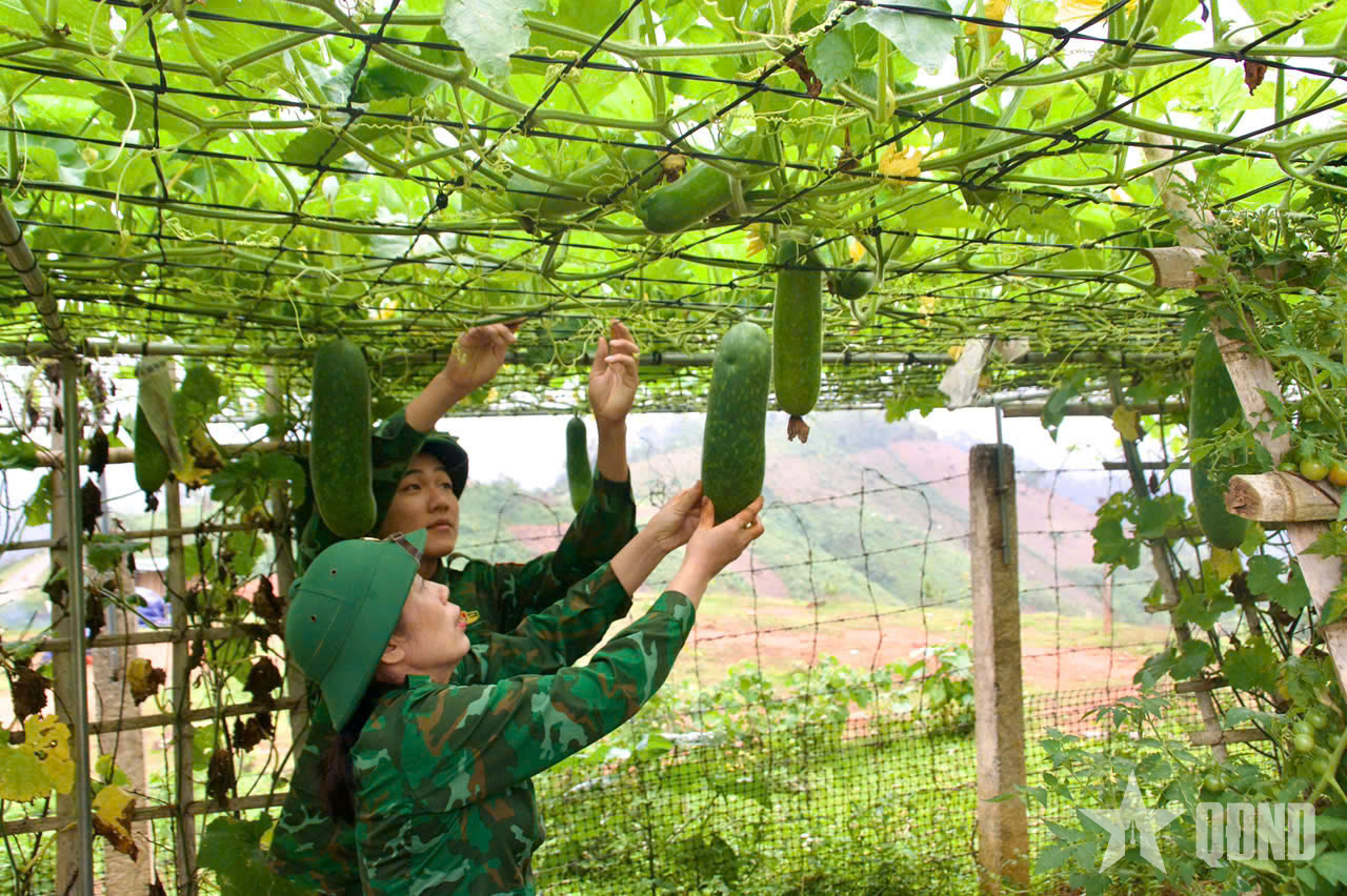 Tự chủ thực phẩm nhờ tăng gia sản xuất hiệu quả