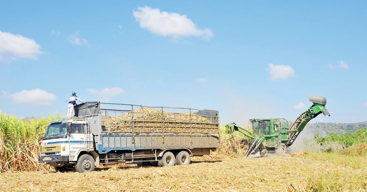 ក្រុមហ៊ុន AgriS Gia Lai Agricultural Joint Stock Company សម្របសម្រួលផលប្រយោជន៍រវាងសហគ្រាស និងអ្នកដាំអំពៅ