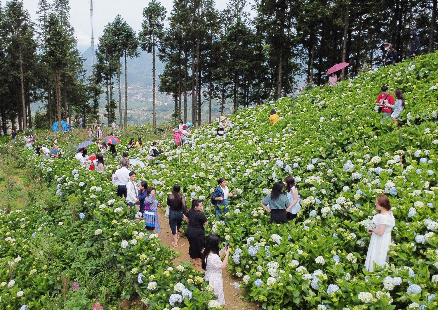 baolaocai-c_9.jpg