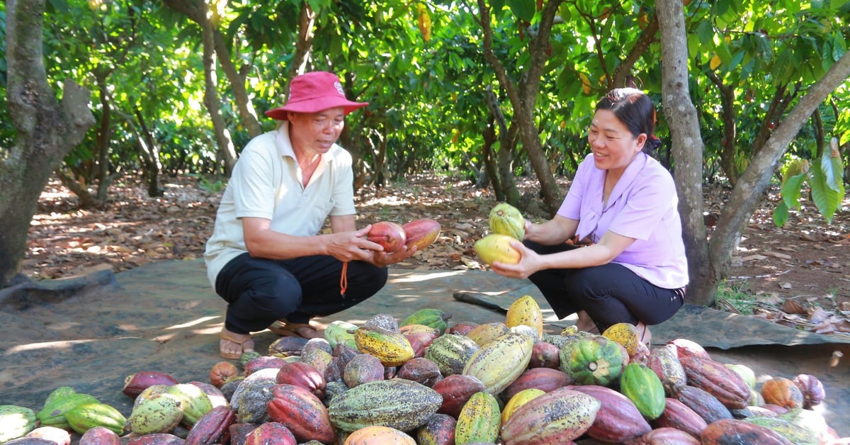 តម្លៃ​កាកាវ​ឡើង​ថ្លៃ កសិករ​រំភើប
