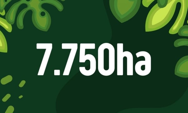 7.750 ha - là diện tích cây dược liệu và lâm sản ngoài gỗ được trồng hữu cơ trên địa bàn tỉnh năm 2025