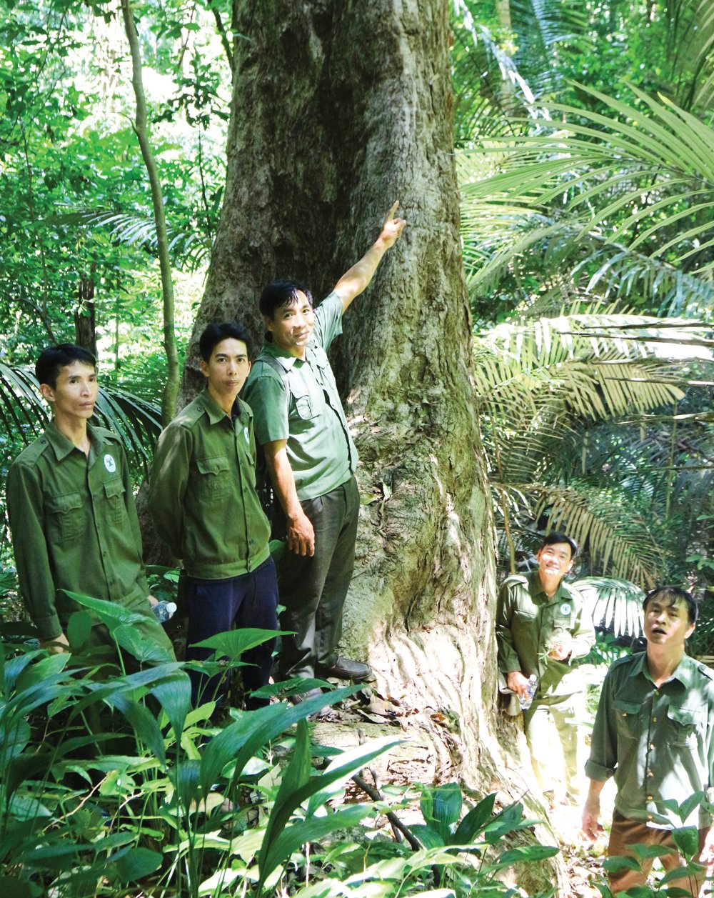 Những gốc cây cổ thụ sừng sững giữa trời mây đèo Bảo Lộc.