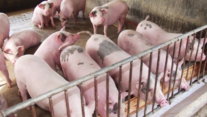 Giá heo hơi hôm nay 25 Tiếp tục ổn định