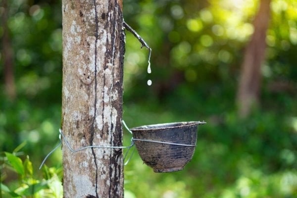 តម្លៃ​កៅស៊ូ​ថ្ងៃ​នេះ ២៥ ឡើង​ព្រម​គ្នា។
