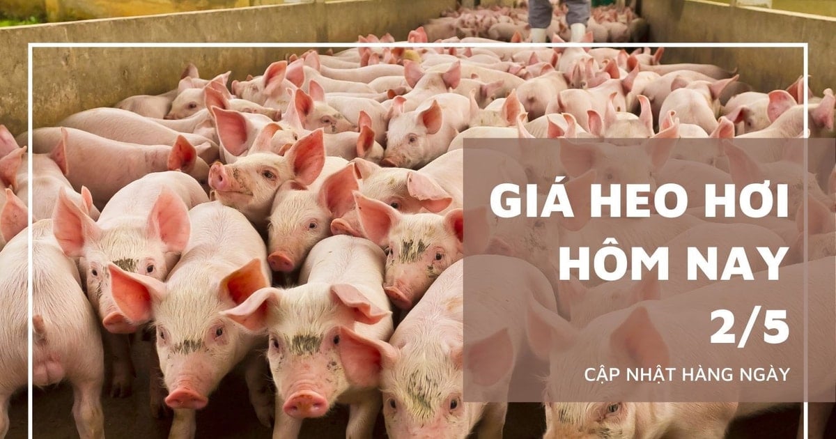 Giá heo hơi hôm nay 2/5: Miền Bắc đi ngang, miền Nam neo đỉnh...