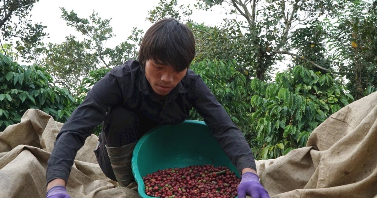 Đắk Nông chứng minh sản phẩm cà phê không gây mất rừng