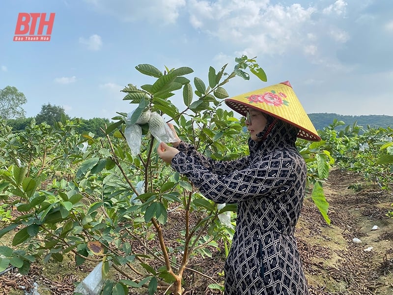 ការអនុវត្តបច្ចេកទេសផ្សាំដើម្បី 