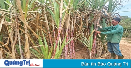 Khơi dậy phong trào làm vườn cho người dân Hướng Hóa
