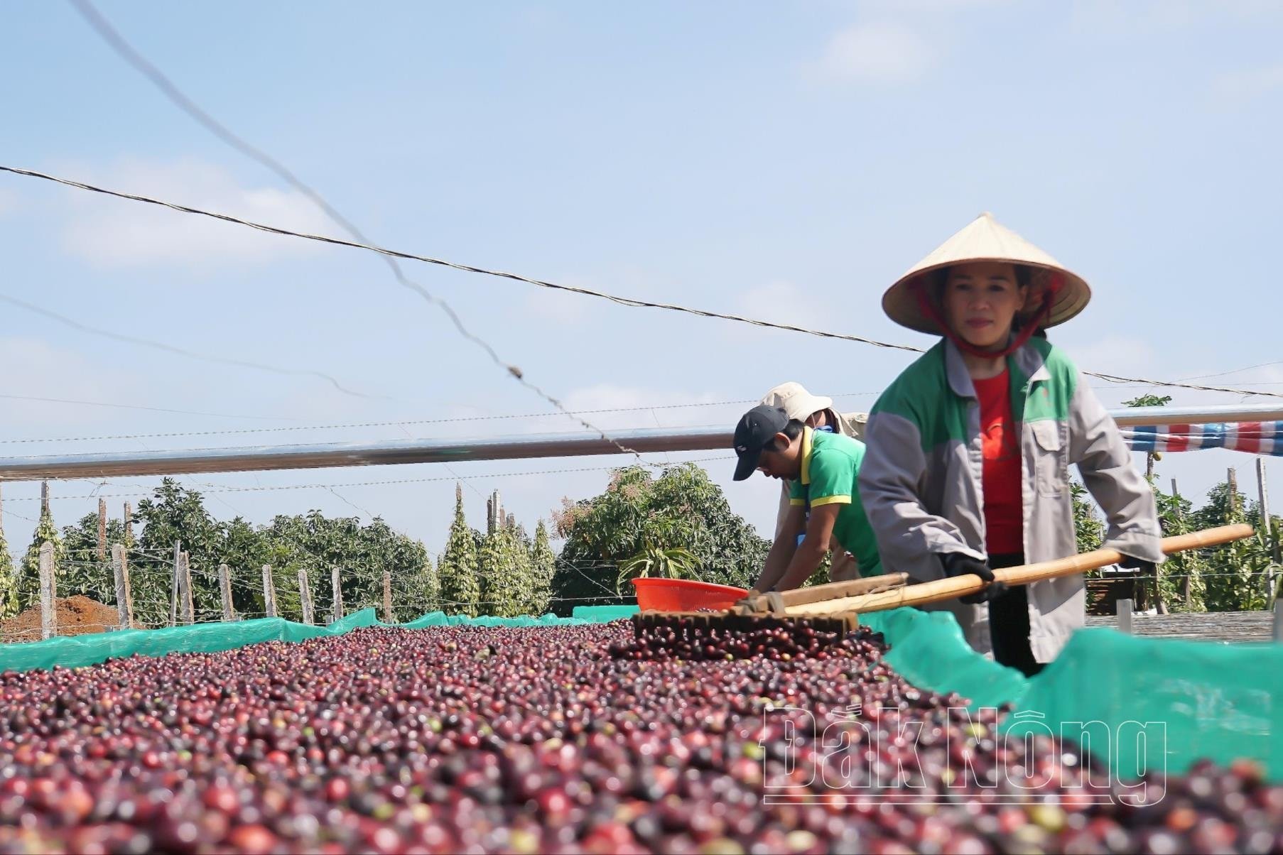 Quy trình sản xuất cà phê chất lượng cao đang được nhiều người sản xuất cà phê tại Đắk Mil áp dụng