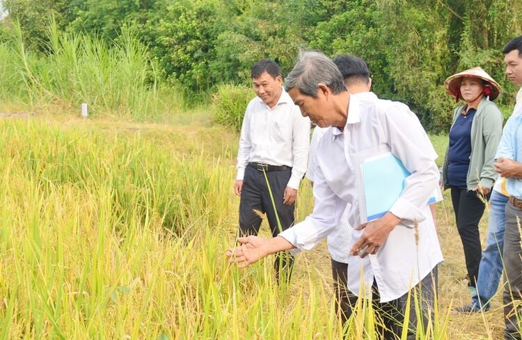 Hỗ trợ nông dân sản xuất lúa bền vững