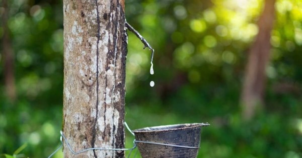 Giá cao su hôm nay 2/5: Đồng loạt tăng