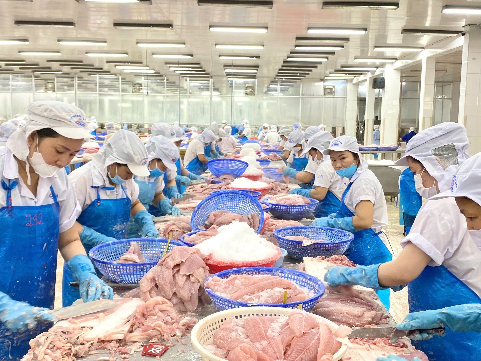Les exportations de pangasius du Vietnam augmentent fortement, principalement vers les États-Unis et la Chine