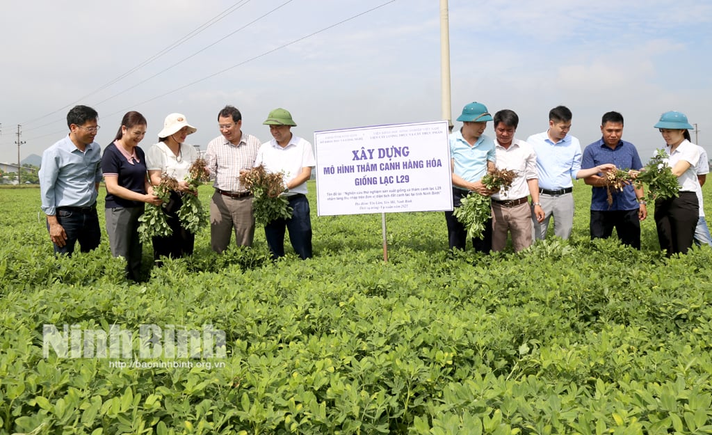 Các đại biểu tham quan cánh đồng lạc của HTX Bắc Yên, Yên Lâm ( Yên Mô.)