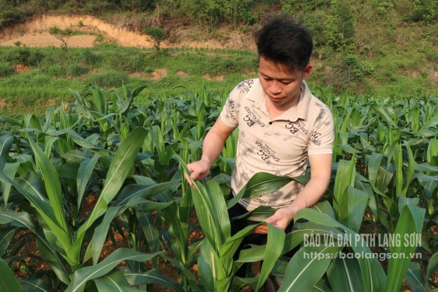 ប្រជាជនឃុំ Tan Thanh ស្រុក Cao Loc យ៉ាងសកម្មទៅមើលវាលស្រែ ដើម្បីពិនិត្យសត្វល្អិត និងជំងឺលើដំណាំពោត។