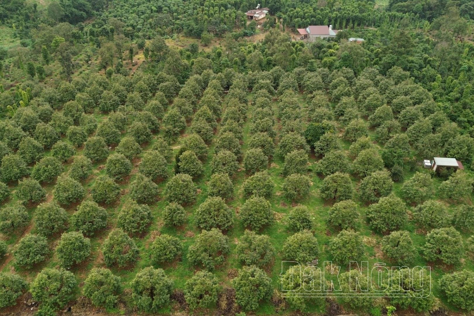 dji_0468(1).jpg