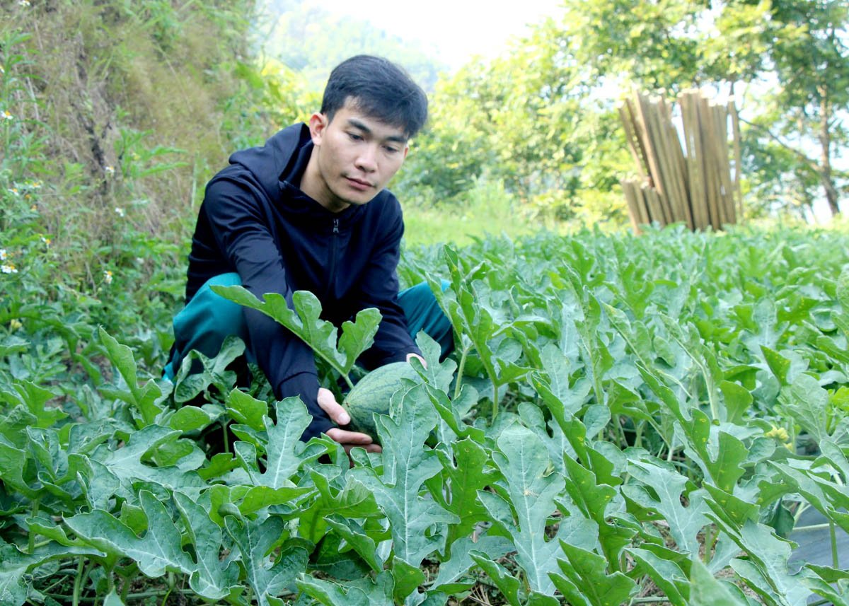 Trồng dưa hấu đang mở ra hướng đi mới, giúp bà con xã Bản Luốc giảm nghèo.
