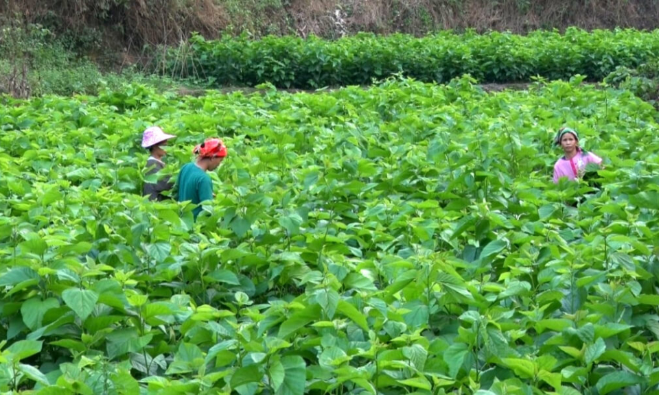 Bao Lac planted more than 505 hectares of mulberry trees - Cao Bang Electronic Newspaper