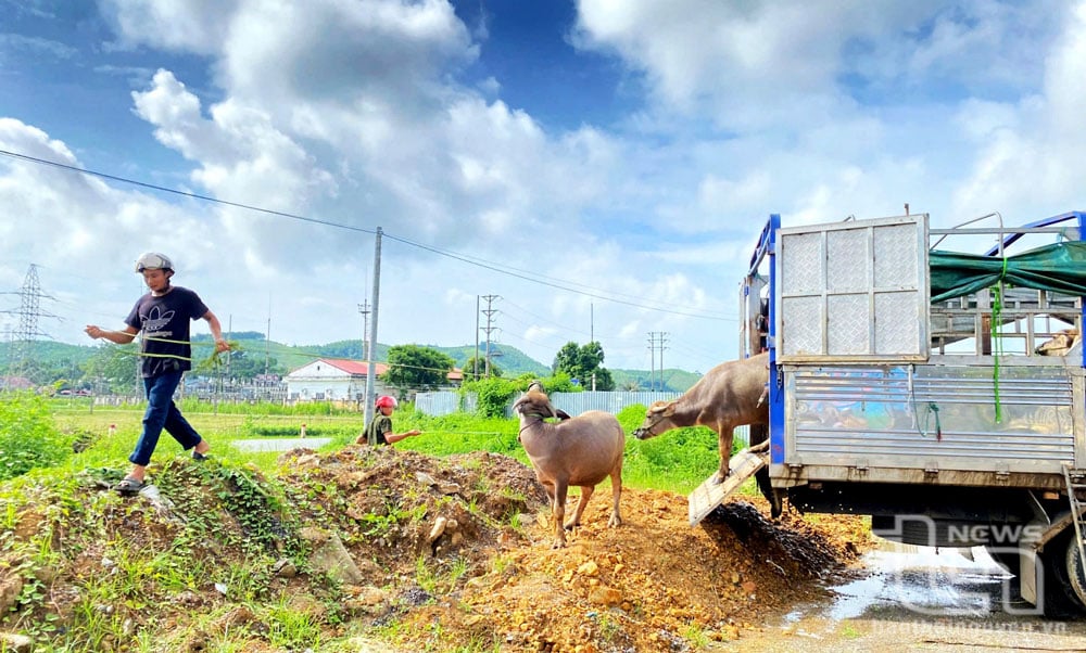 ជនជាតិភាគតិចនៅឃុំ Dong Dat (Phu Luong) ទទួលការបង្កាត់ពូជក្របីក្រោមគម្រោងទី២ ដើម្បីគាំទ្រដល់ការអភិវឌ្ឍន៍ផលិតកម្មក្នុងវិស័យកសិកម្ម (ក្រោមកម្មវិធីគោលដៅជាតិសម្រាប់ការកាត់បន្ថយភាពក្រីក្រប្រកបដោយនិរន្តរភាព)។