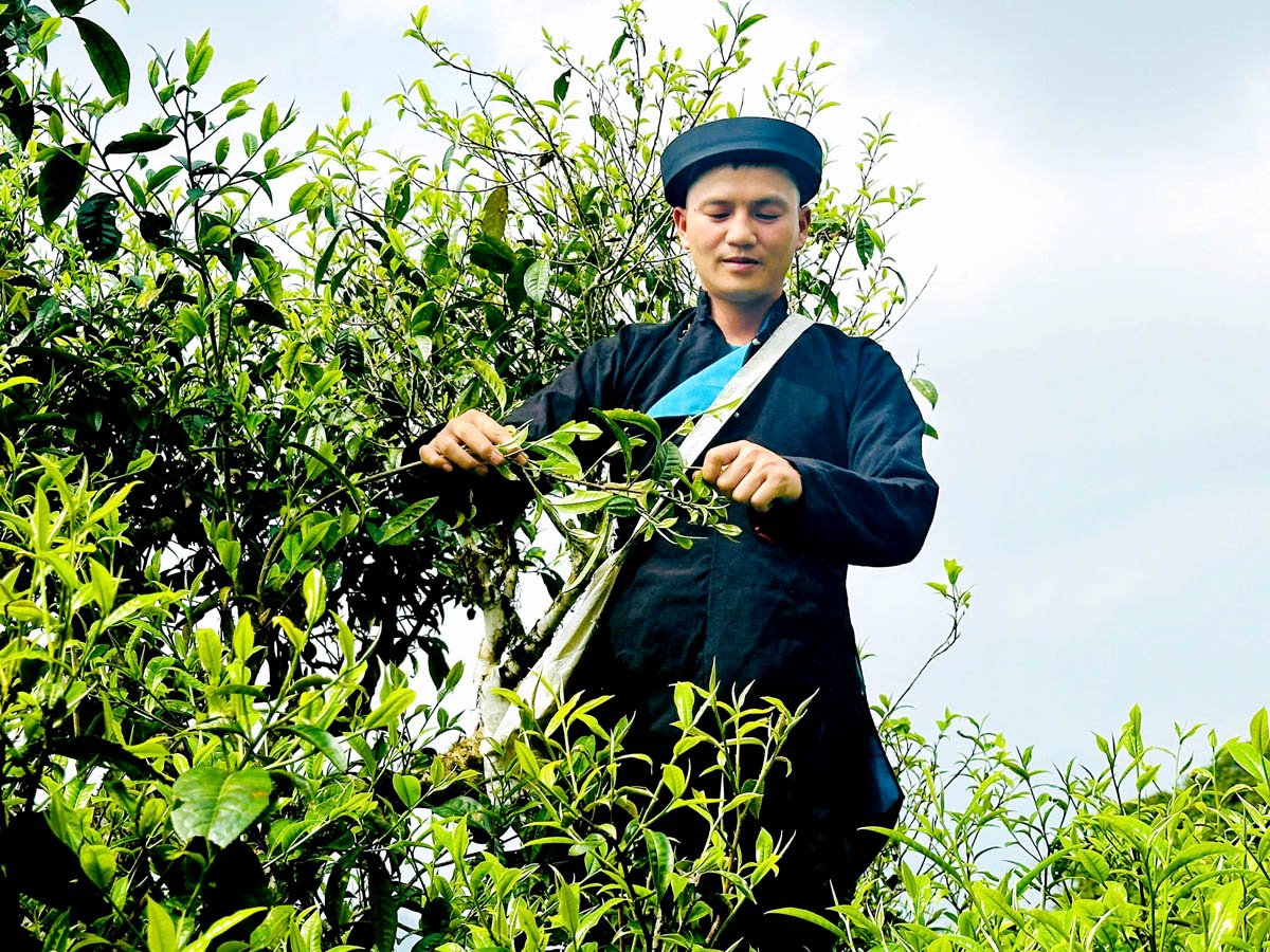 Người dân thôn Nà Màu, xã Phương Tiến (Vị Xuyên) thu hoạch chè Shan tuyết. Ảnh: Khánh Huyền