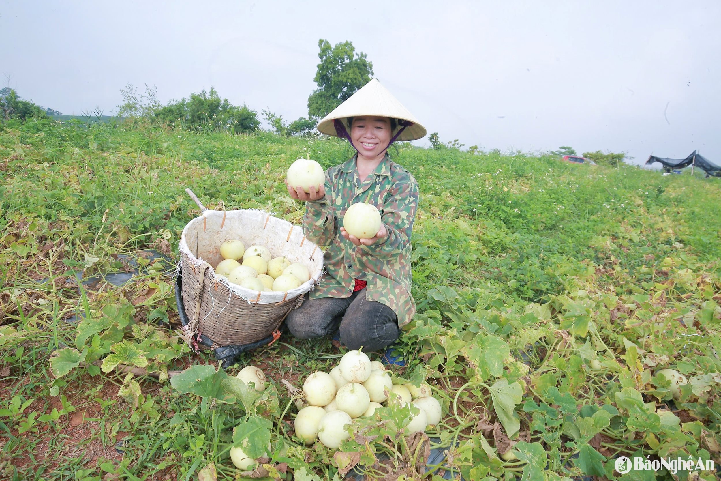 dưa 3