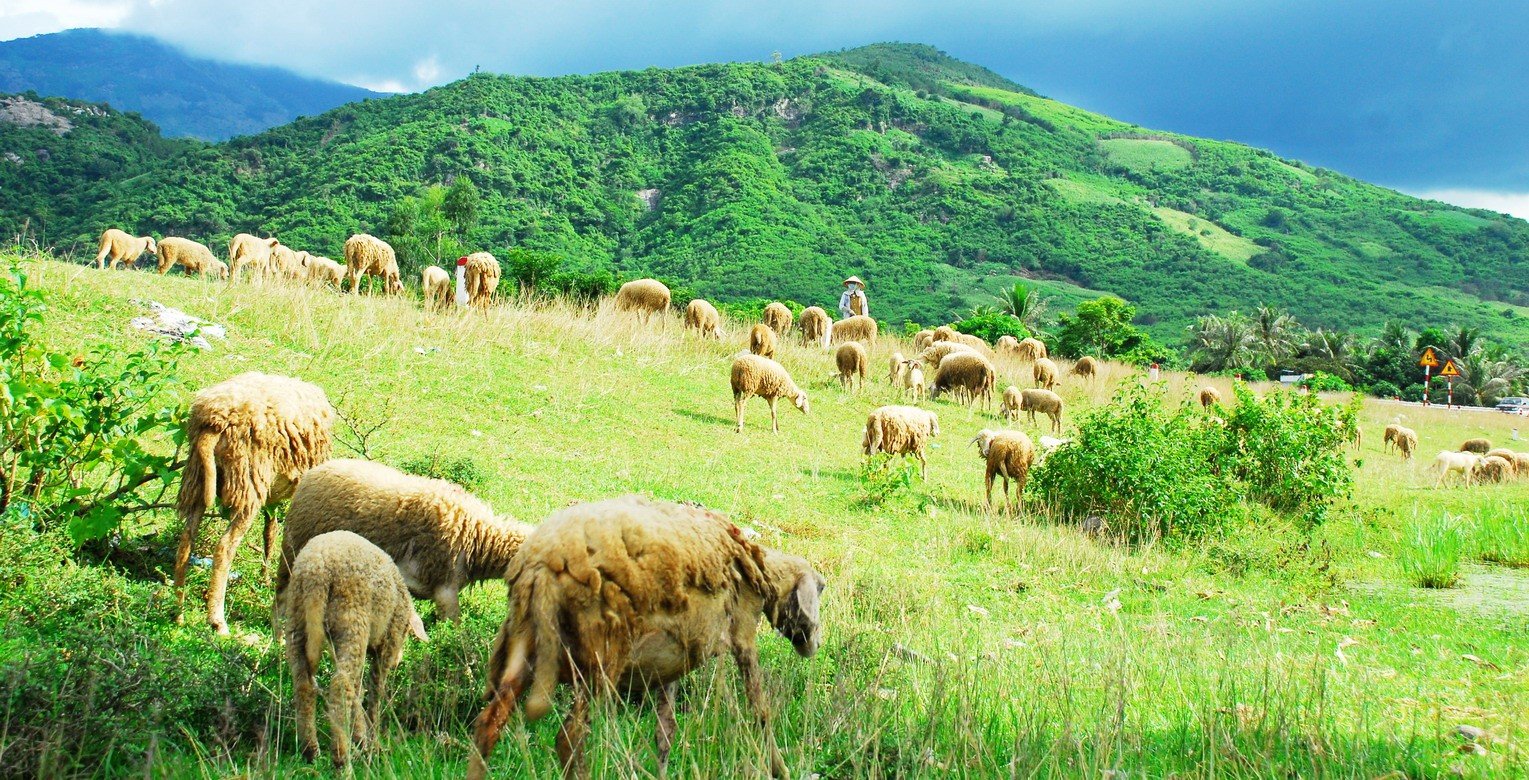 Miền thảo nguyên Panduranga - Ninh Thuận. 