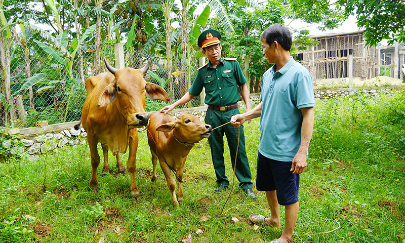 Mô hình bò sinh kế tạo cơ hội cải thiện đời sống cho gia đình ông Võ Tuấn Thìn (xã Lý Nam, Bố Trạch).