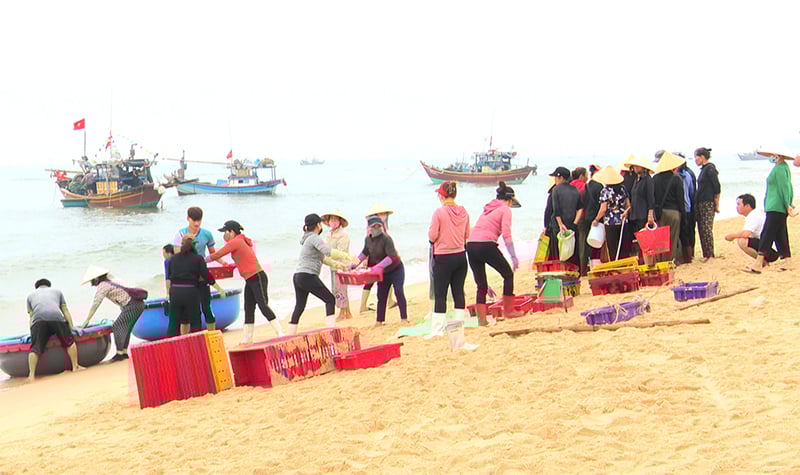 Hoạt động khai thác, mua bán hải sản trên địa bàn huyện Bố Trạch diễn ra sôi động nhờ thời tiết thuận lợi.