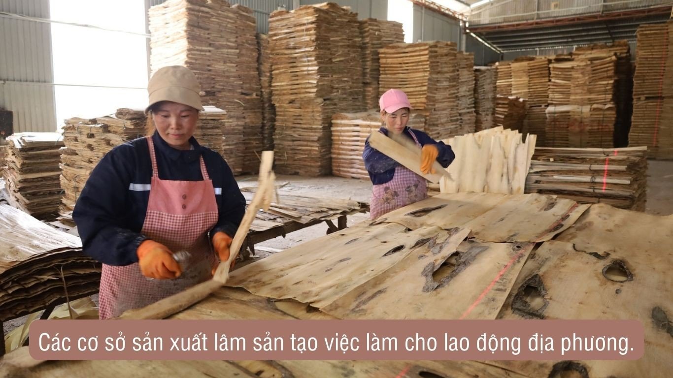 ការច្នៃប្រឌិតបច្ចេកវិទ្យាកែច្នៃឈើបង្កើនតម្លៃសេដ្ឋកិច្ចពីព្រៃឈើនៅតំបន់បេះដូង-1.jpg