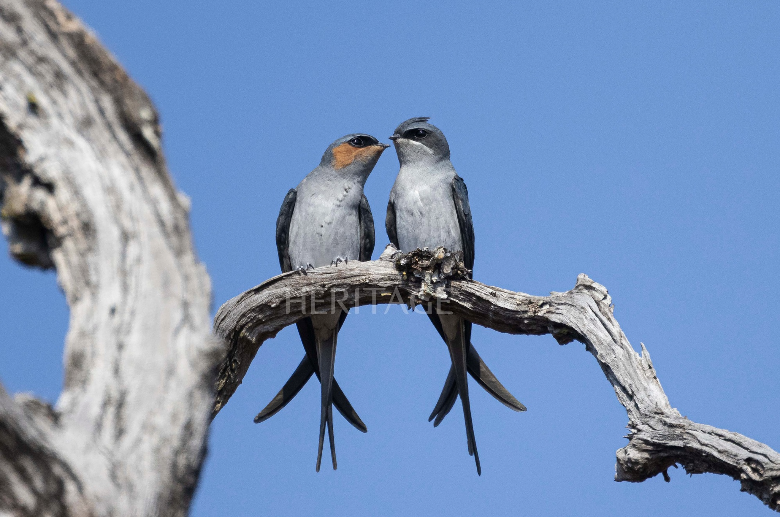 Yok Don - Where birds nest