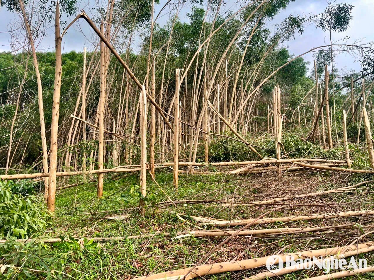 Thanh Yen hamlet has nearly 10 hectares of acacia trees that were severely damaged. Photo - Phu Huong
