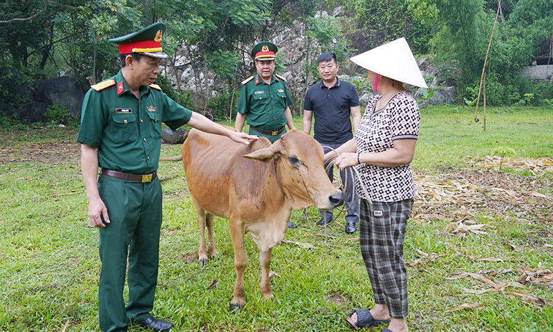 Ban Chỉ huy Quân sự huyện Bố Trạch thăm hỏi tình hình chăn nuôi bò của gia đình bà Phạm Thị Thưởng (xã Phúc Trạch, Bố Trạch).