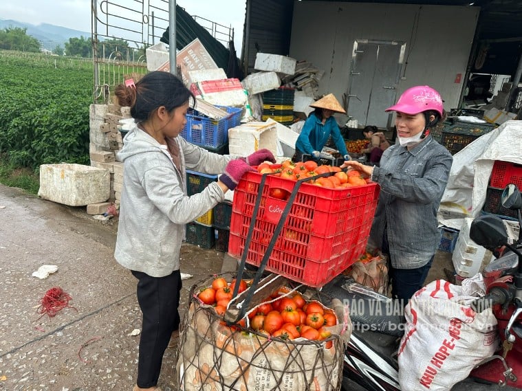 កសិករ​ឆ្លៀត​ឱកាស​នាំ​ផ្លែ​ប៉េងប៉ោះ​មក​ដល់​ចំណុច​ទិញ​របស់​ឈ្មួញ​តូចតាច។