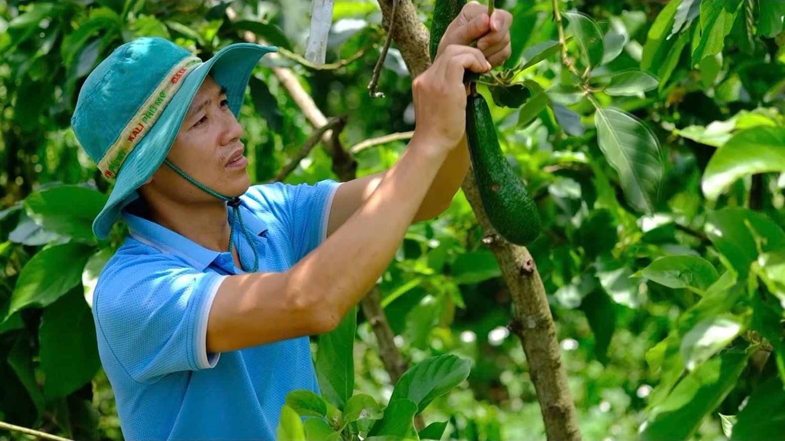 Huyện Bảo Lâm nổi tiếng với nhiều vườn bơ 034 được chứng nhận là sản phẩm 
đạt tiêu chuẩn OCOP