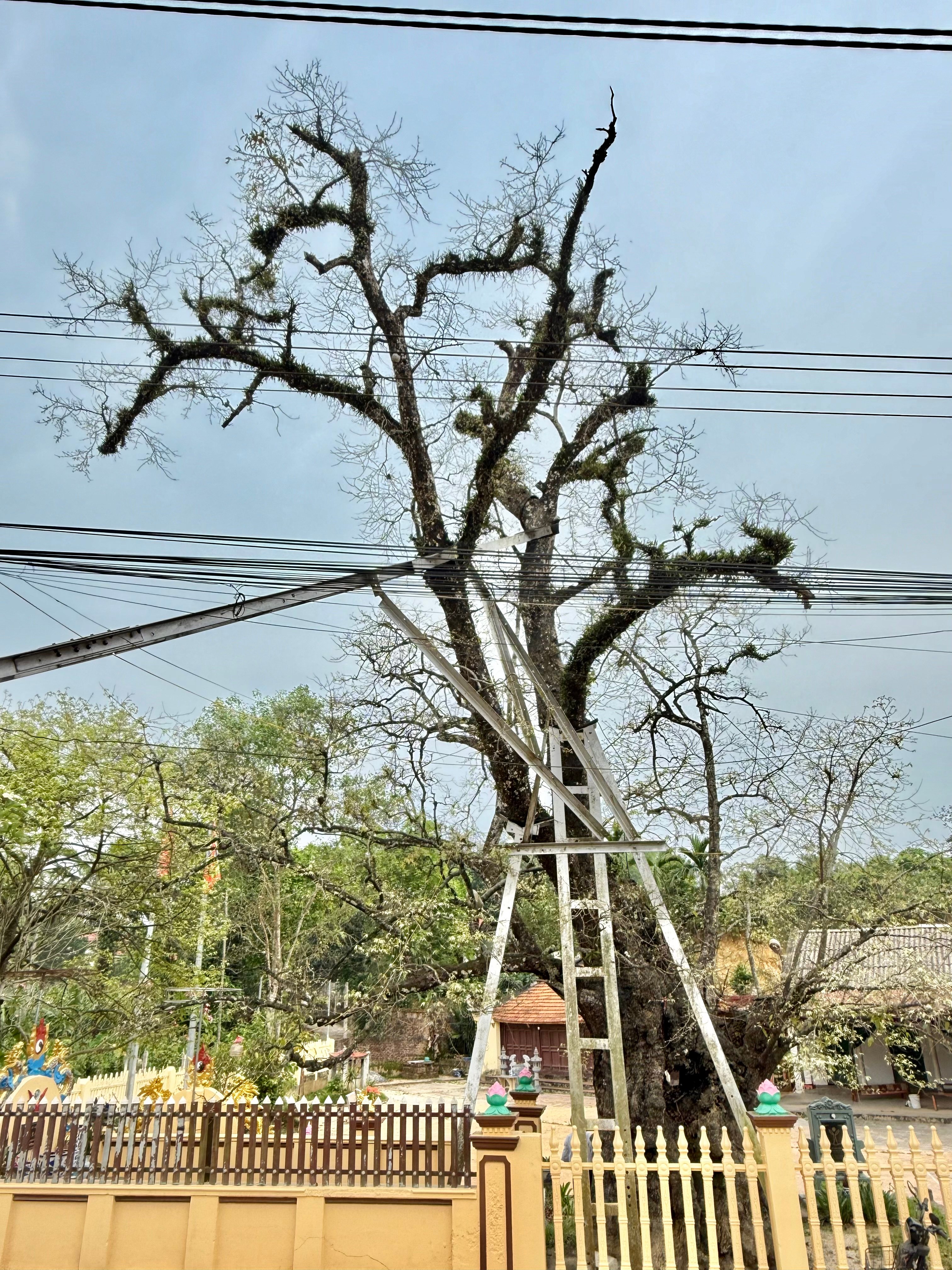 Cây Thị ngàn năm tuổi - Chứng nhân sống của một làng quê