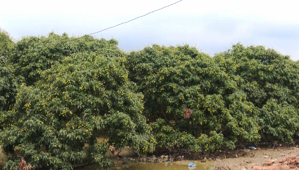 Lychee garden in Tam Da commune is ready for harvest.