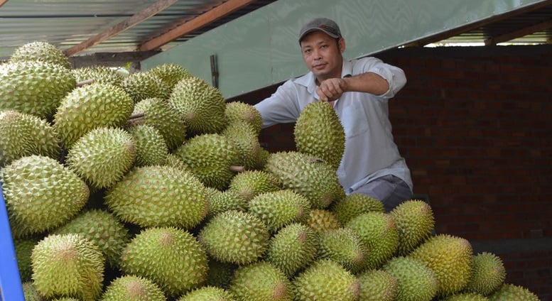 Tiền Giang áp dụng hiệu quả nhiều biện pháp kỹ thuật phát triển sầu riêng- Ảnh 1.