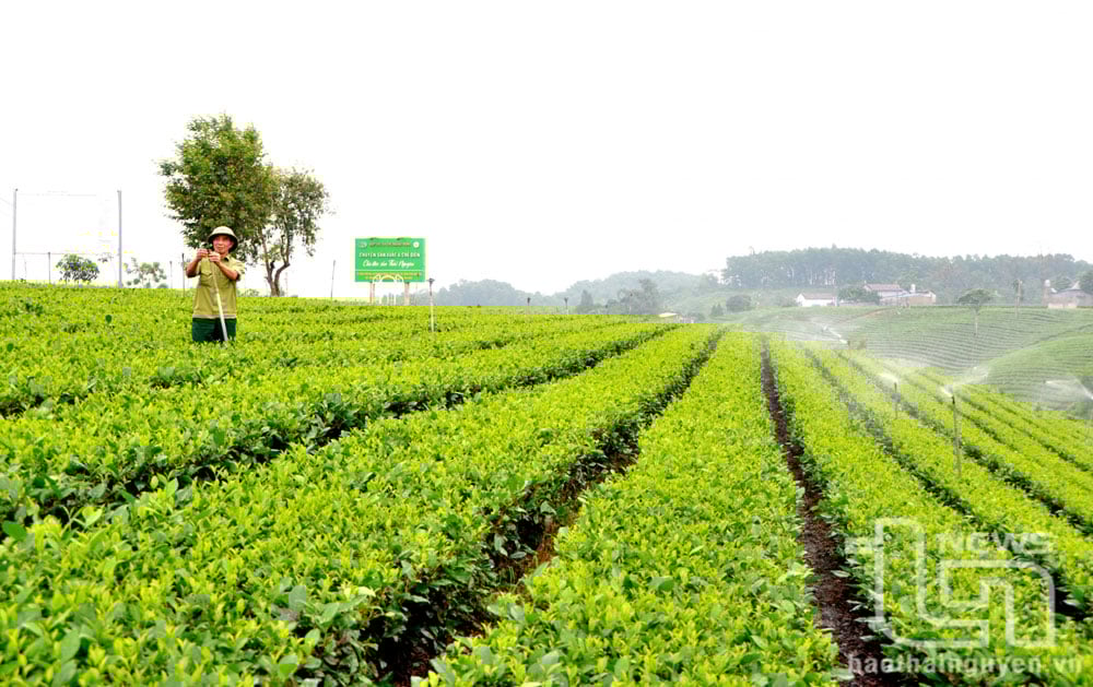 Thời gian qua, người dân ở các vùng chè trong tỉnh đã chủ động ứng dụng nhiều công nghệ tiên tiến vào quy trình sản xuất chè an toàn, tuần hoàn, trong đó có công nghệ phun tưới tự động. Ảnh: T.L